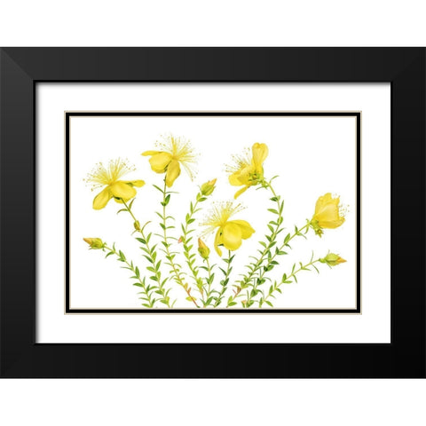 Hypericum Black Modern Wood Framed Art Print with Double Matting by Disher, Mandy