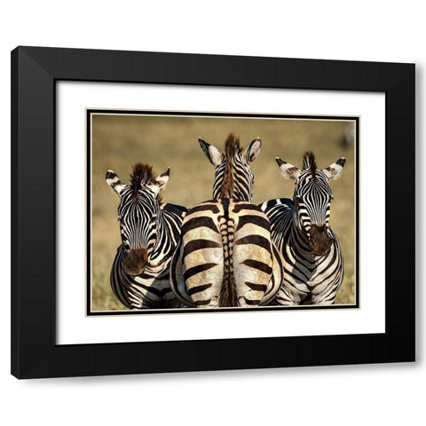 Zebra Black Modern Wood Framed Art Print with Double Matting by Tsui, Hung