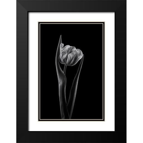 Rembrandt Tulip Black Modern Wood Framed Art Print with Double Matting by Gronkjar, Lotte