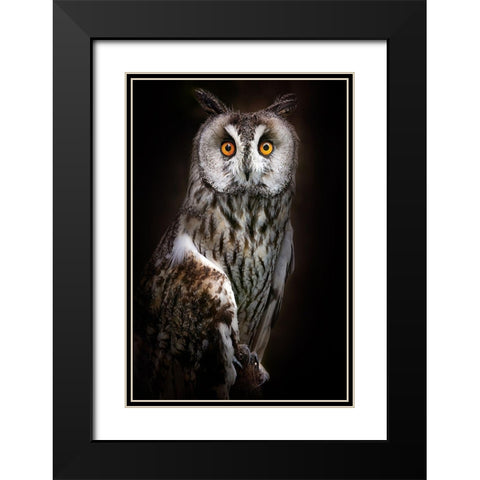 Long-Eared Owl Portrait Black Modern Wood Framed Art Print with Double Matting by Pascual Buye, Santiago