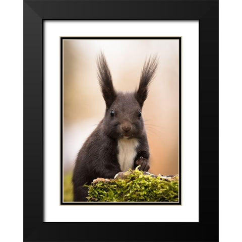 Squirrel Black Modern Wood Framed Art Print with Double Matting by Adamec, Robert