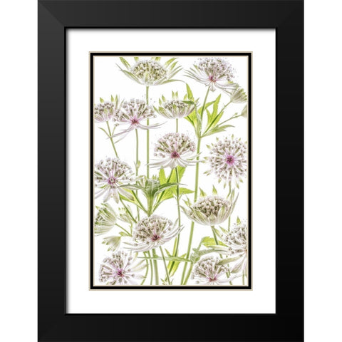 .Astrantia. Black Modern Wood Framed Art Print with Double Matting by Disher, Mandy