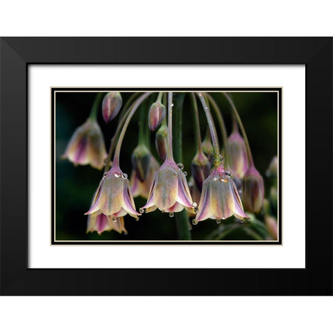 Dew Bells Black Modern Wood Framed Art Print with Double Matting by Parker, Jacky