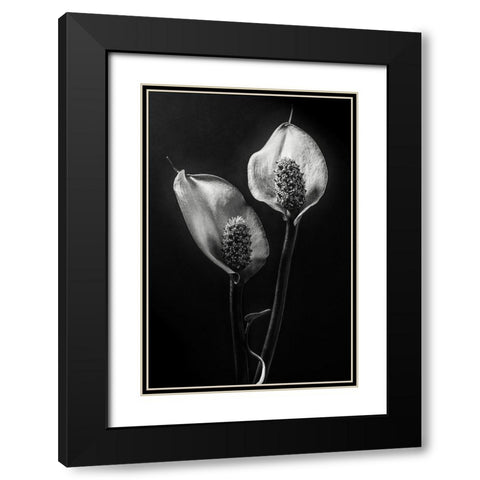 Spathiphyllum Black Modern Wood Framed Art Print with Double Matting by Clough, Stephen