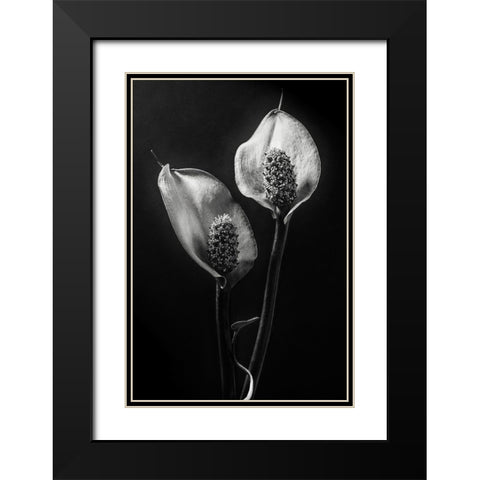 Spathiphyllum Black Modern Wood Framed Art Print with Double Matting by Clough, Stephen