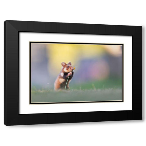 Flower Lover Black Modern Wood Framed Art Print with Double Matting by Spranz, Henrik