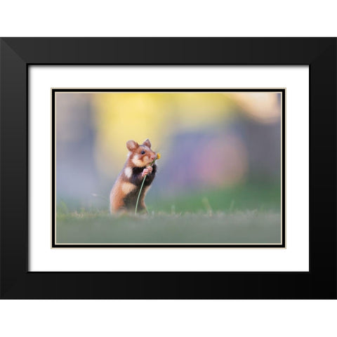 Flower Lover Black Modern Wood Framed Art Print with Double Matting by Spranz, Henrik