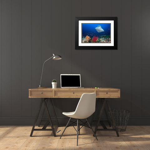 Ocean Manta Ray On The Reef Black Modern Wood Framed Art Print with Double Matting by Gabriel, Barathieu