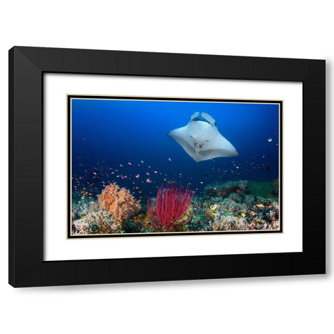 Ocean Manta Ray On The Reef Black Modern Wood Framed Art Print with Double Matting by Gabriel, Barathieu