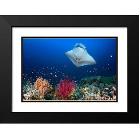 Ocean Manta Ray On The Reef Black Modern Wood Framed Art Print with Double Matting by Gabriel, Barathieu
