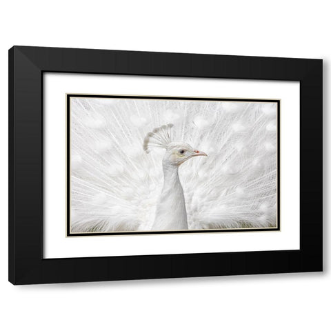 Inmaculate Black Modern Wood Framed Art Print with Double Matting by Fegari