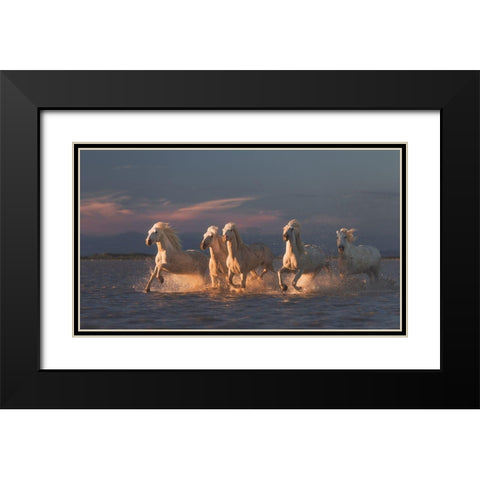 Camargue Horses On Sunset Black Modern Wood Framed Art Print with Double Matting by Anton, Rostovskiy