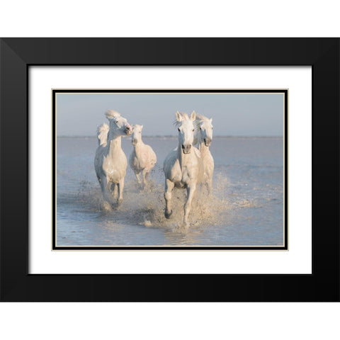 Horses Black Modern Wood Framed Art Print with Double Matting by Anton, Rostovskiy