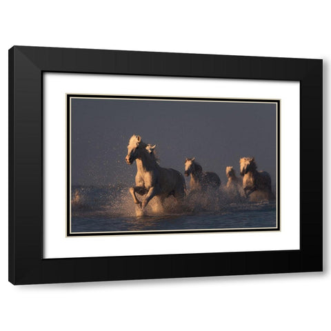 Horses In Sunset Light Black Modern Wood Framed Art Print with Double Matting by Anton, Rostovskiy