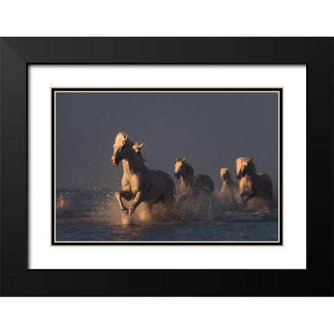 Horses In Sunset Light Black Modern Wood Framed Art Print with Double Matting by Anton, Rostovskiy