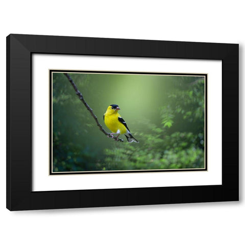 Posing Pretty Black Modern Wood Framed Art Print with Double Matting by Maggard Arlow, Mickey