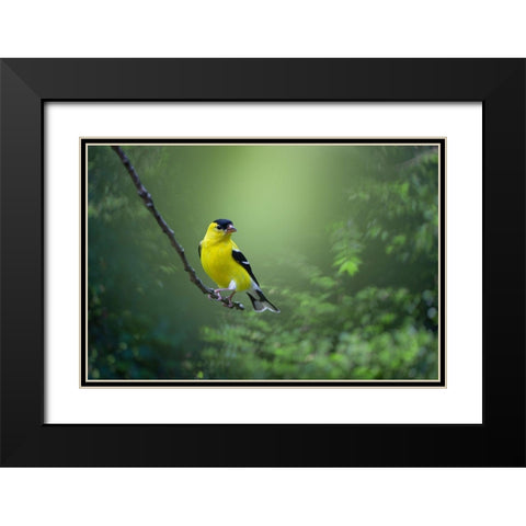 Posing Pretty Black Modern Wood Framed Art Print with Double Matting by Maggard Arlow, Mickey