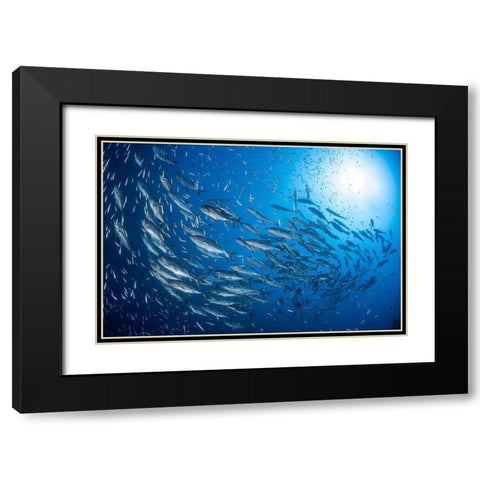 A School Of Trevaly Black Modern Wood Framed Art Print with Double Matting by Gabriel, Barathieu