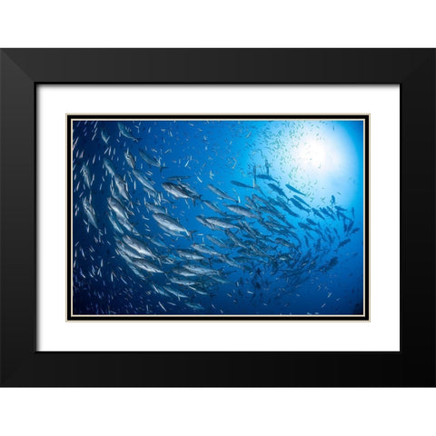 A School Of Trevaly Black Modern Wood Framed Art Print with Double Matting by Gabriel, Barathieu