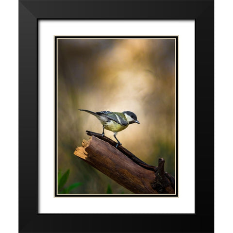 Great Tit Black Modern Wood Framed Art Print with Double Matting by Mufti, Yanal