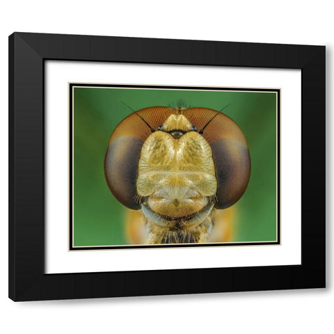 Dragonfly Black Modern Wood Framed Art Print with Double Matting by Riyad_Hamzi