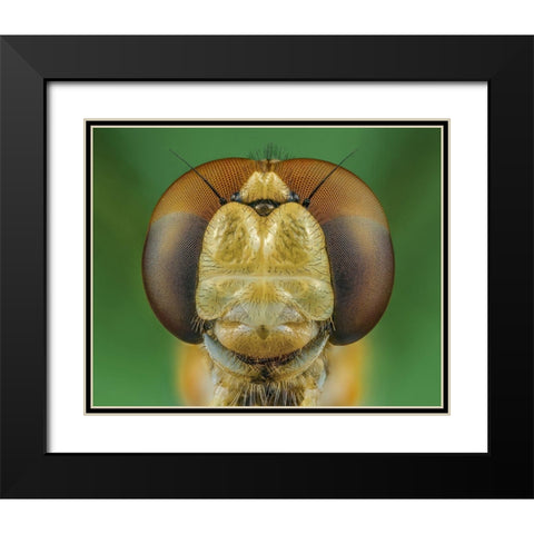 Dragonfly Black Modern Wood Framed Art Print with Double Matting by Riyad_Hamzi