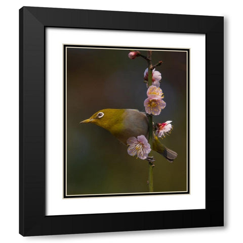 Plum Blossoms And White-Eye Black Modern Wood Framed Art Print with Double Matting by miwa_sun_