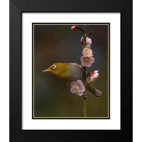 Plum Blossoms And White-Eye Black Modern Wood Framed Art Print with Double Matting by miwa_sun_