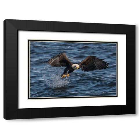 Eagle On The Mississippi River Black Modern Wood Framed Art Print with Double Matting by Xu, Leah