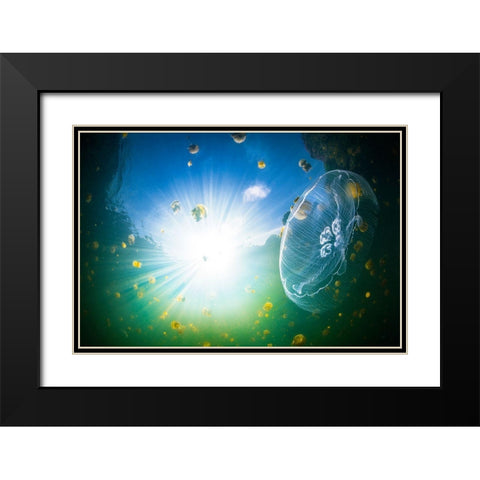 Medusa Aurelia Black Modern Wood Framed Art Print with Double Matting by Gabriel, Barathieu