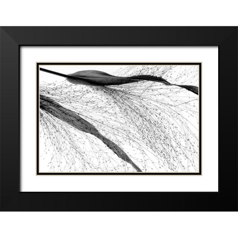 Black Grass Black Modern Wood Framed Art Print with Double Matting by Dingemans, Saskia