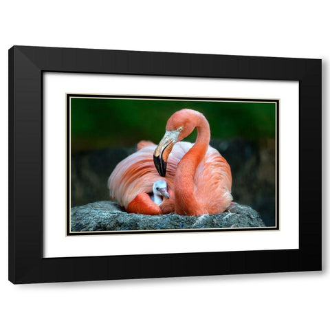 Mom Flamingo With Chick Black Modern Wood Framed Art Print with Double Matting by Ortega, Xavier