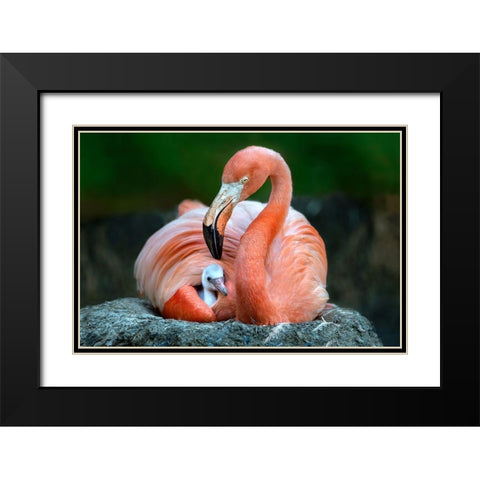 Mom Flamingo With Chick Black Modern Wood Framed Art Print with Double Matting by Ortega, Xavier