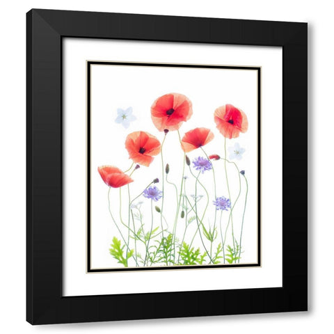 Poppy Garden Black Modern Wood Framed Art Print with Double Matting by Williams, Sharon