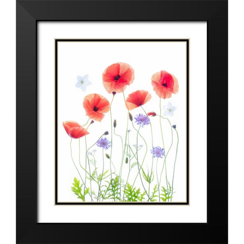 Poppy Garden Black Modern Wood Framed Art Print with Double Matting by Williams, Sharon