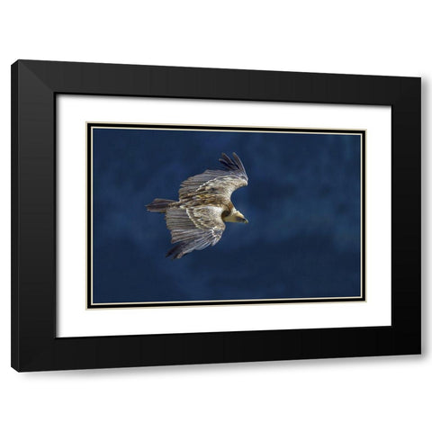 Vulture In Blu Black Modern Wood Framed Art Print with Double Matting by Redaelli, Marco