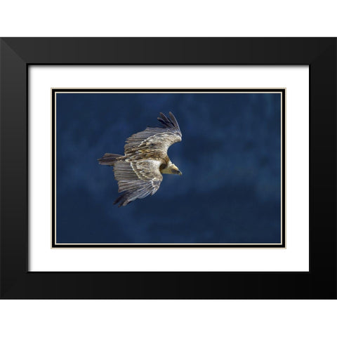 Vulture In Blu Black Modern Wood Framed Art Print with Double Matting by Redaelli, Marco
