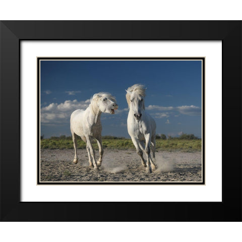 White Horses Black Modern Wood Framed Art Print with Double Matting by Anton, Rostovskiy