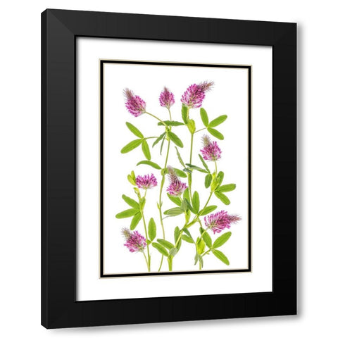 Trifolium Black Modern Wood Framed Art Print with Double Matting by Disher, Mandy
