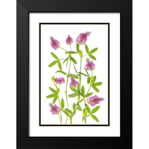 Trifolium Black Modern Wood Framed Art Print with Double Matting by Disher, Mandy