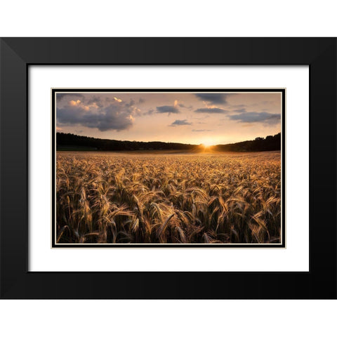 Fields Of Gold Black Modern Wood Framed Art Print with Double Matting by Lindsten, Christian