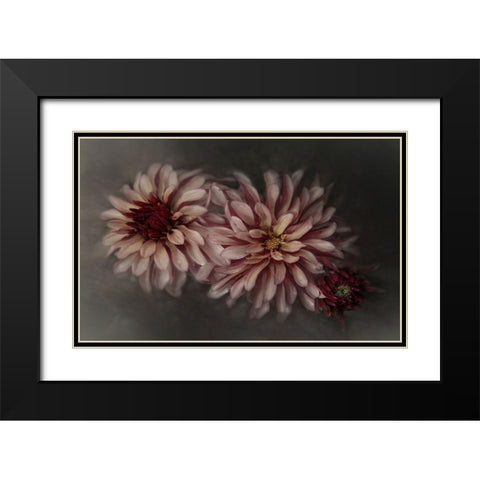 Dahlia Family Black Modern Wood Framed Art Print with Double Matting by Claes, Gilbert