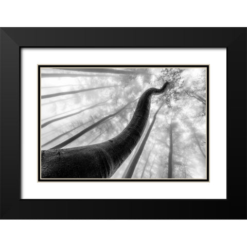 Tree Shapes Black Modern Wood Framed Art Print with Double Matting by Pavlasek, Tom