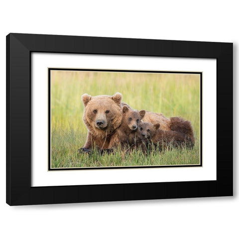 A Brown Bear Family At Sunset Black Modern Wood Framed Art Print with Double Matting by Hao, Jiang