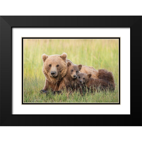 A Brown Bear Family At Sunset Black Modern Wood Framed Art Print with Double Matting by Hao, Jiang