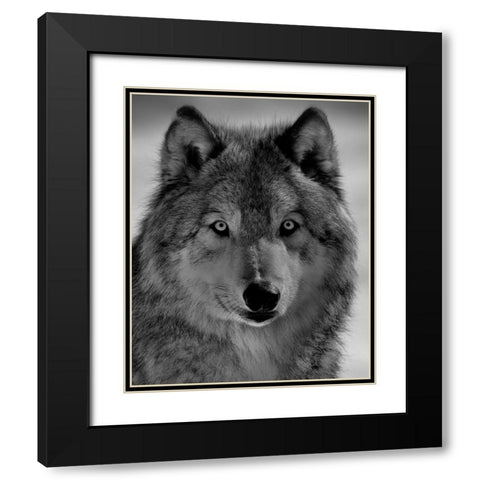 The Wolf Black Modern Wood Framed Art Print with Double Matting by Chang, Phillip