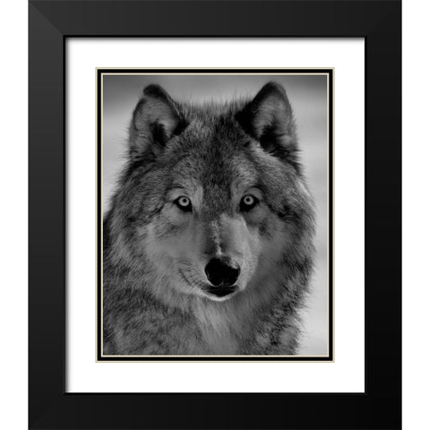 The Wolf Black Modern Wood Framed Art Print with Double Matting by Chang, Phillip