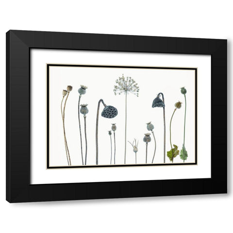 Seed Heads Black Modern Wood Framed Art Print with Double Matting by Gronkjar, Lotte