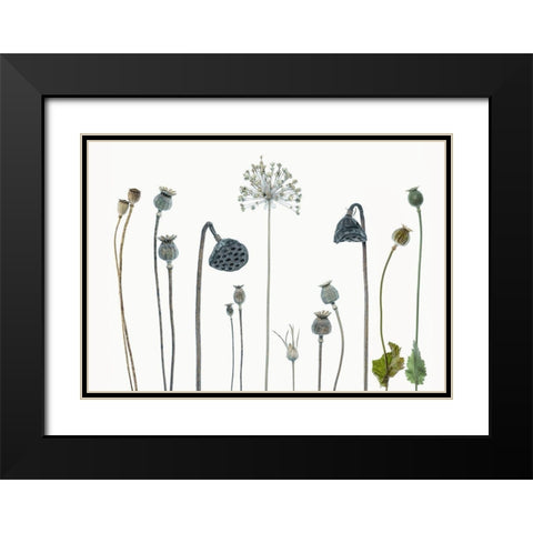 Seed Heads Black Modern Wood Framed Art Print with Double Matting by Gronkjar, Lotte