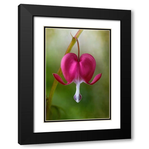 Bleeding Heart Black Modern Wood Framed Art Print with Double Matting by Disher, Mandy